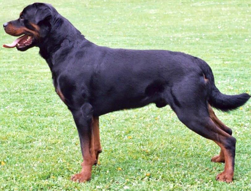 Name:  Rottweiler_standing_facing_left.jpg
Views: 370
Size:  97.8 KB