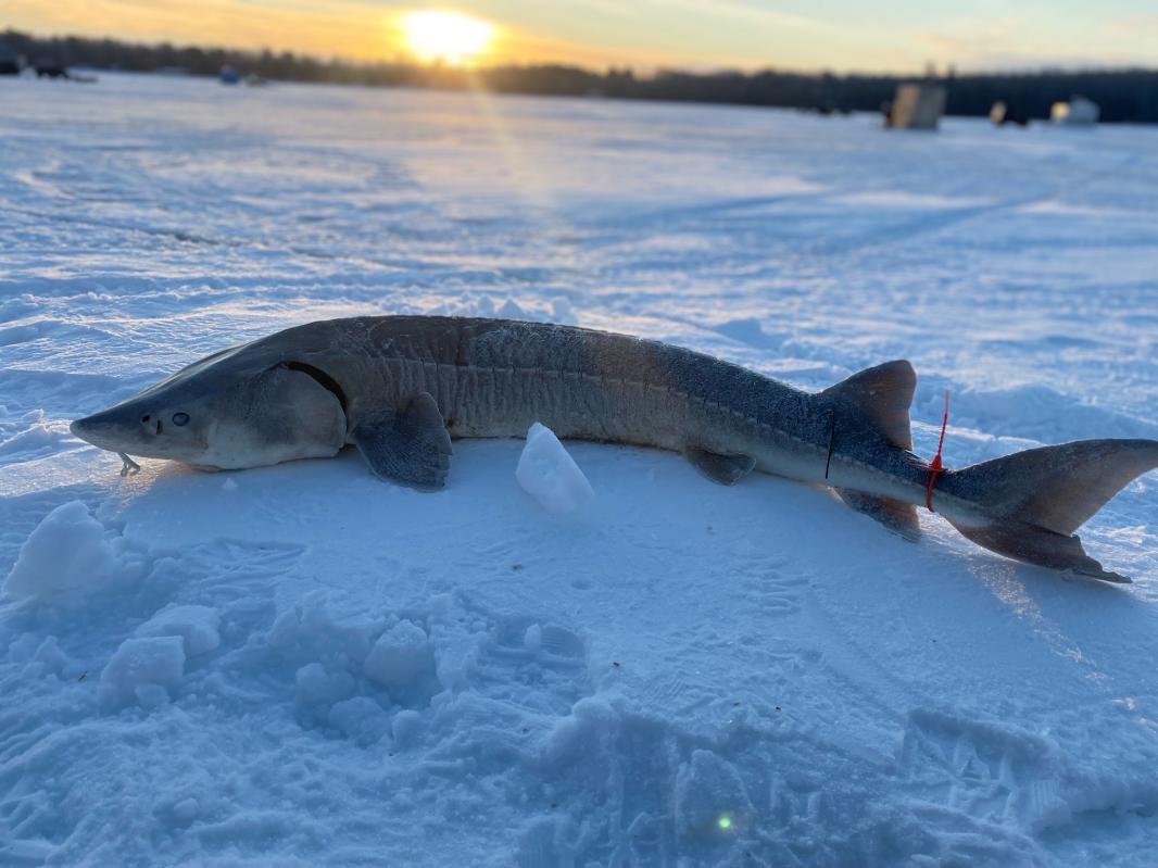 Name:  Sturgeon on ice.jpg
Views: 111
Size:  88.4 KB